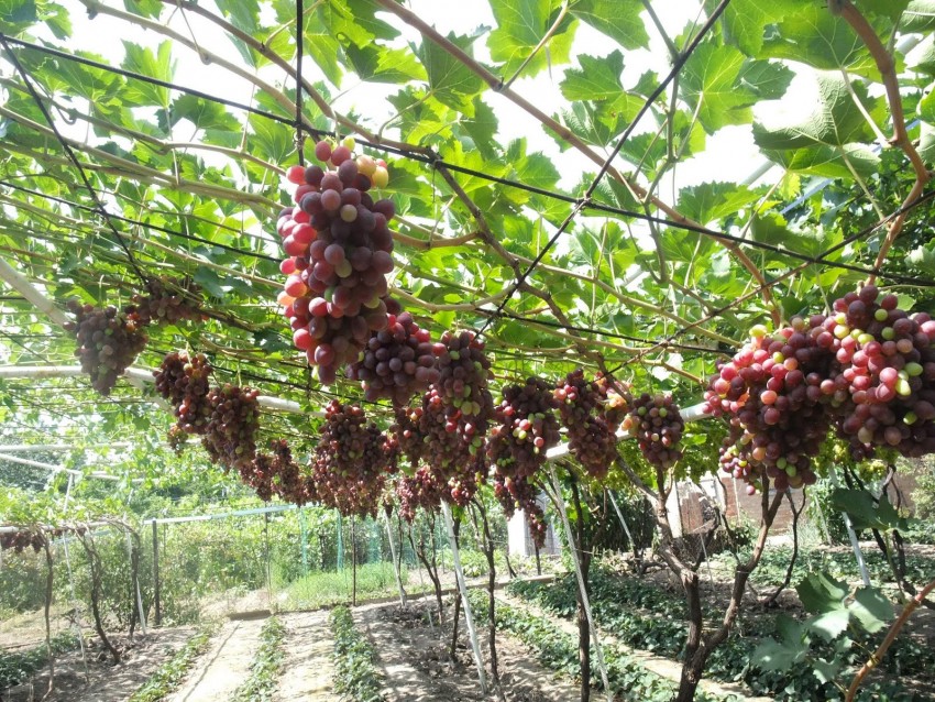 Посадка винограда: фото и видео советы как правильно и когда лучше всего сажать виноград