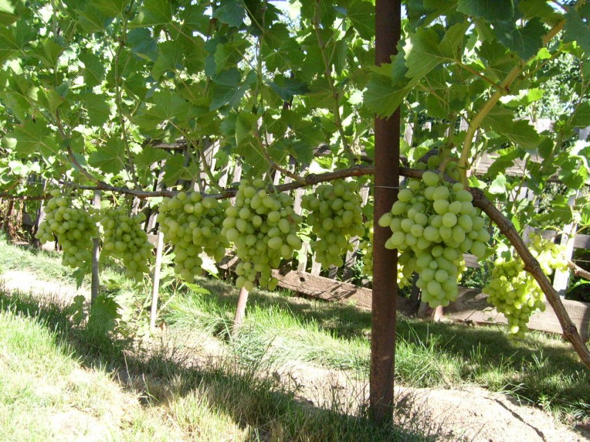 Посадка винограда: фото и видео советы как правильно и когда лучше всего сажать виноград