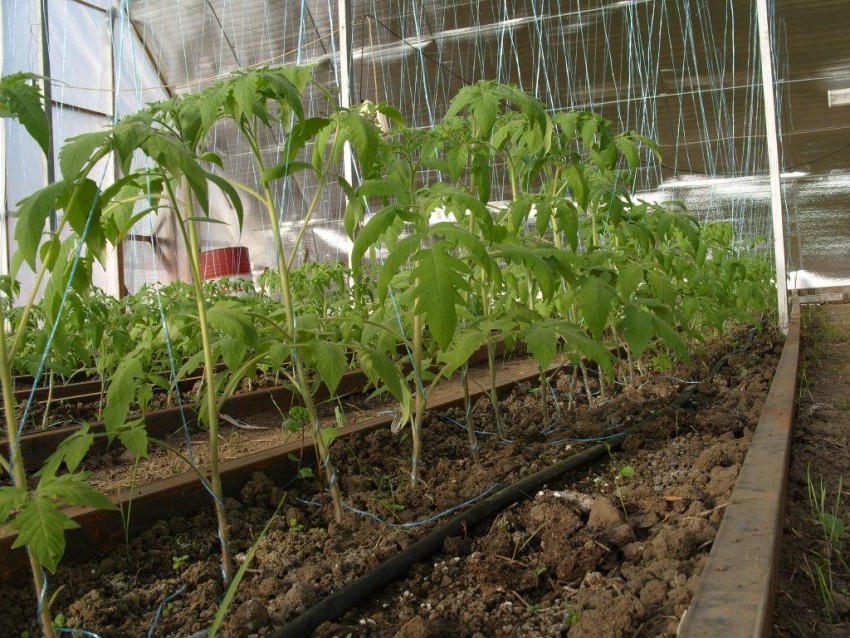 Рассада помидор — пошаговая инструкция как правильно растить рассаду томатов. Описание от А до Я ухода за рассадой (120 фото + видео)