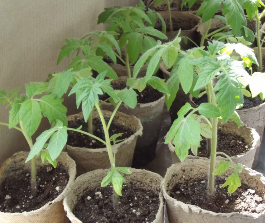 Рассада помидор — пошаговая инструкция как правильно растить рассаду томатов. Описание от А до Я ухода за рассадой (120 фото + видео)