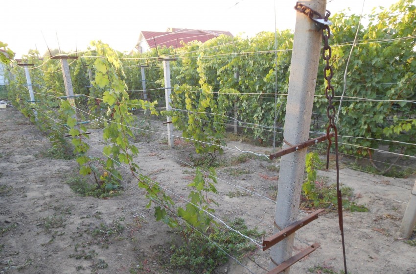 Шпалера для винограда — пошаговая инструкция, как сделать своими руками. Обзор популярных конструкций + 90 фото