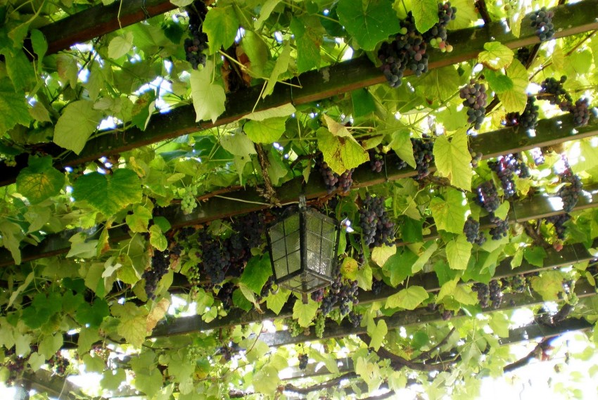 Шпалера для винограда — пошаговая инструкция, как сделать своими руками. Обзор популярных конструкций + 90 фото