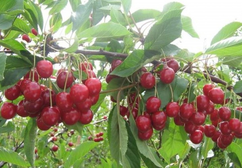 Сорта вишни — лучшие сорта для средней полосы России, описание и особенности выращивания в саду (90 фото)