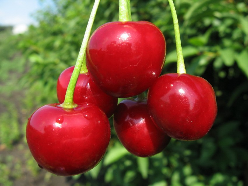 Сорта вишни — лучшие сорта для средней полосы России, описание и особенности выращивания в саду (90 фото)
