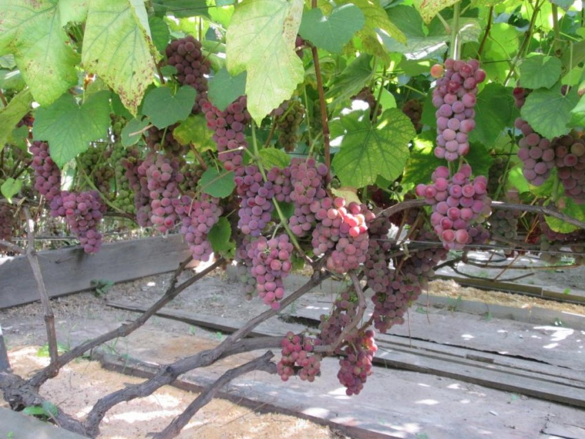 Уход за виноградом — полезные советы по выращиванию для начинающих. Посадка, обрезка и размножение виноградников (95 фото и видео)