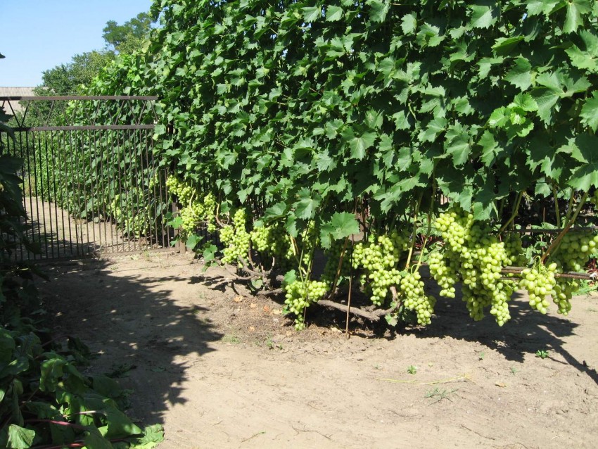 Уход за виноградом — полезные советы по выращиванию для начинающих. Посадка, обрезка и размножение виноградников (95 фото и видео)