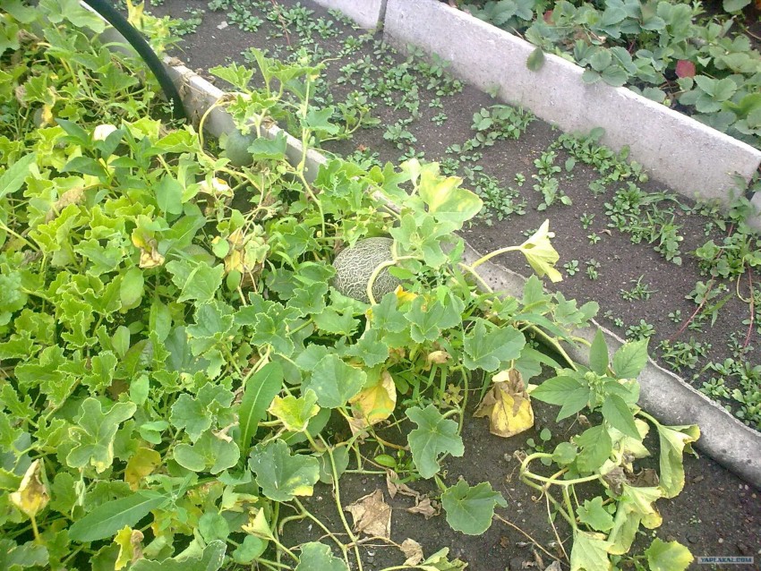 Выращивание дыни: посадка и уход в открытом грунте. Секреты, хитрости ухода и удобрения дыни (видео советы + 105 фото)
