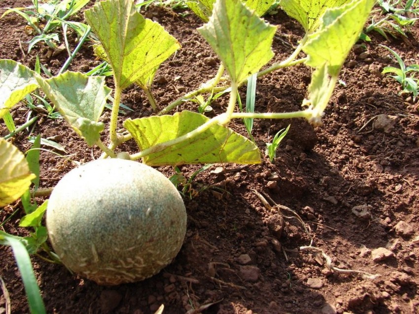 Выращивание дыни: посадка и уход в открытом грунте. Секреты, хитрости ухода и удобрения дыни (видео советы + 105 фото)