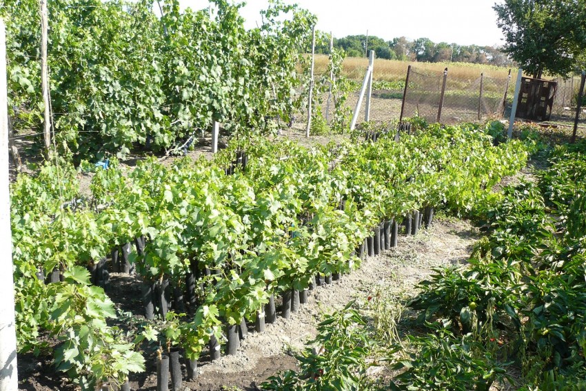 Выращивание винограда — простая инструкция по уходу и советы новичкам как правильно разбить виноградник на приусадебном участке (95 фото + видео)