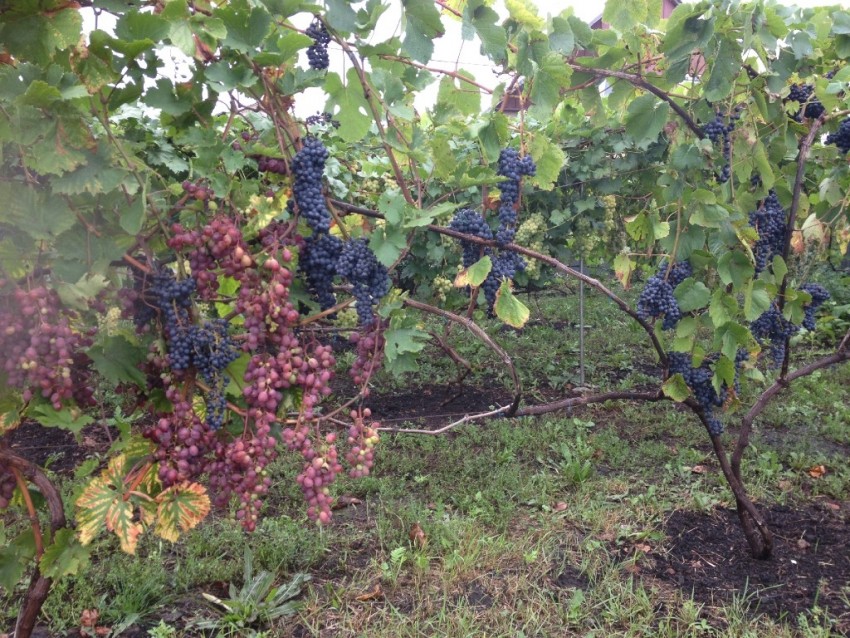 Выращивание винограда — простая инструкция по уходу и советы новичкам как правильно разбить виноградник на приусадебном участке (95 фото + видео)