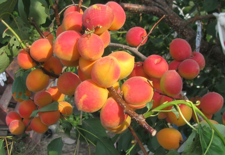Чем полезны абрикосы — полезные свойства, состав, польза для здоровья и противопоказания к применению