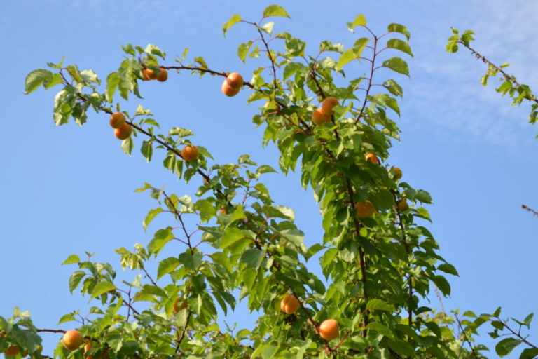 Чем полезны абрикосы — полезные свойства, состав, польза для здоровья и противопоказания к применению