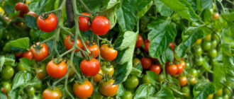 determinantnye-pomidory-2