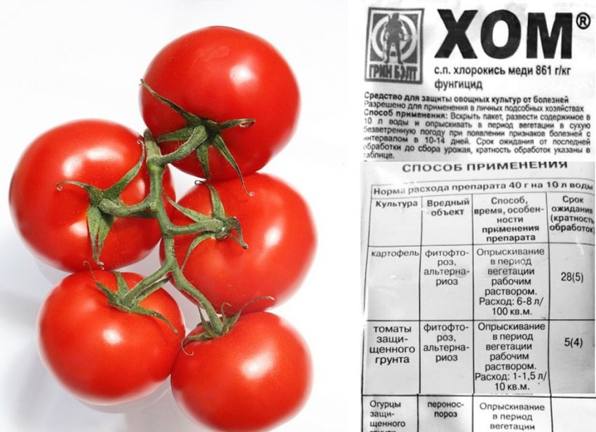 Фитофтора на помидорах — причины возникновения и способы борьбы на открытом грунте и в теплице (110 фото)