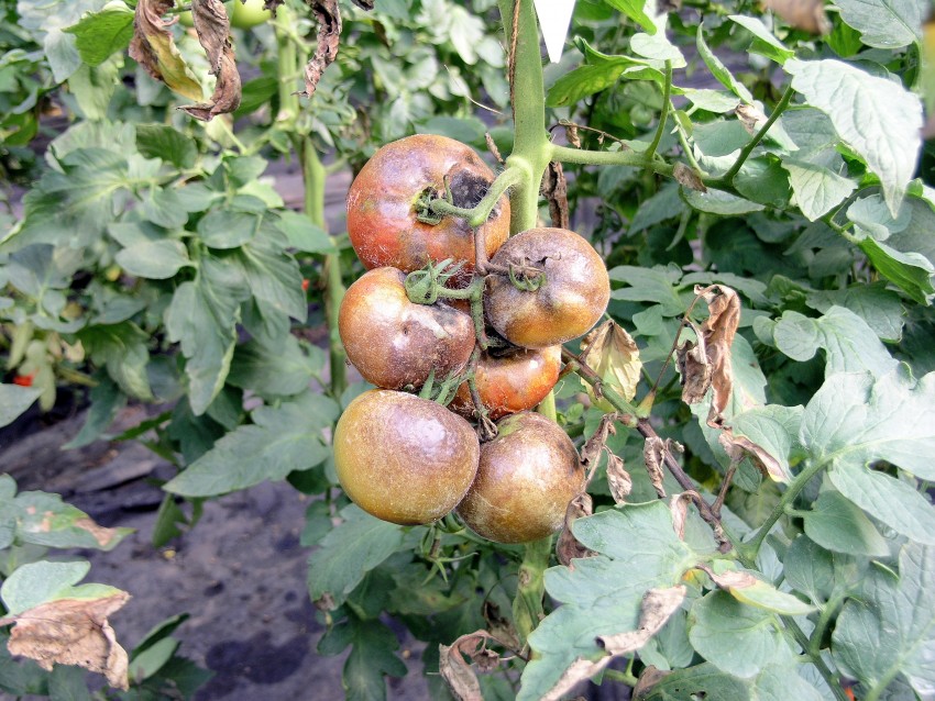 Фитофтора на помидорах — причины возникновения и способы борьбы на открытом грунте и в теплице (110 фото)