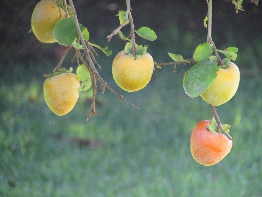 Как растет хурма: подробное описание фрукта и видео инструкция по выращиванию и уходу в домашних условиях + 125 фото