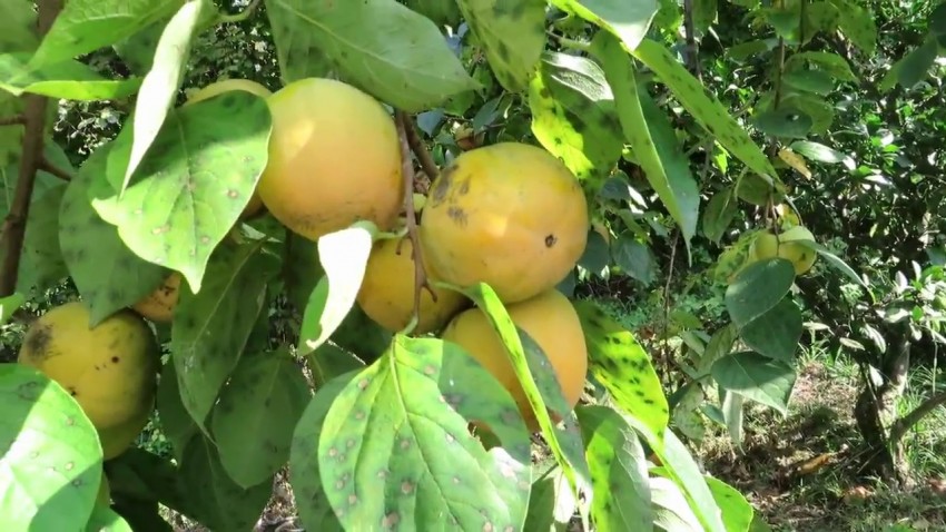 Как растет хурма: подробное описание фрукта и видео инструкция по выращиванию и уходу в домашних условиях + 125 фото