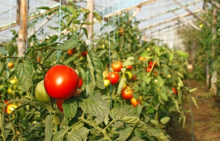 Как подвязать помидоры правильно — быстрые и простые способы подвязки овощей. Техника подвязывания и 100 фото примеров подвязки томатов