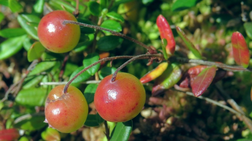 Клюква садовая - выращивание и уход на открытом грунте. Особенности посадки клюквы в теплице (85 фото)