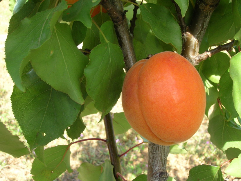 Косточки абрикоса польза и вред