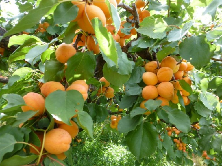 Косточки абрикоса польза и вред