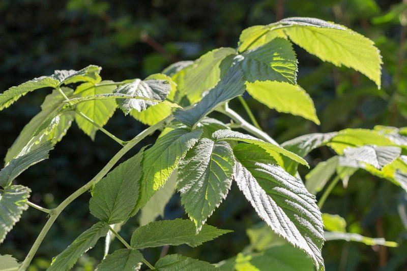 Листья малины: лечебные свойства, применение, противопоказания и способы приготовления полезных листьев