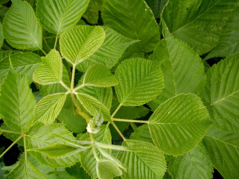 Листья малины: лечебные свойства, применение, противопоказания и способы приготовления полезных листьев