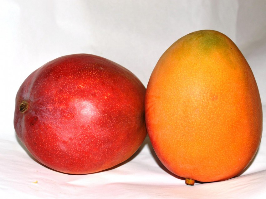 Как вырастить манго из косточки в домашних условиях: проращивание, посадка и особенности ухода. 120 фото этапов выращивания манго