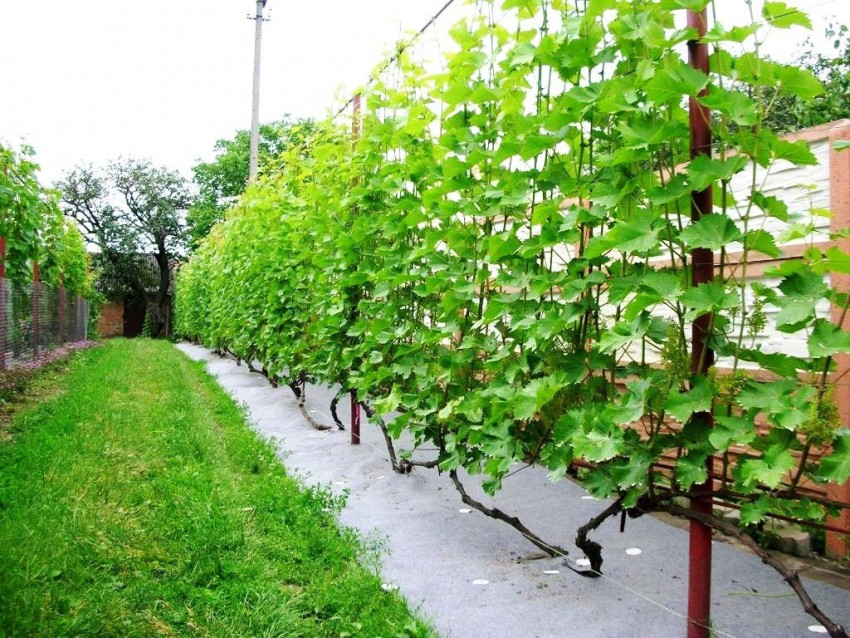 Летняя обрезка винограда — как правильно и когда лучше обрезать виноград от ненужных побегов (115 фото)