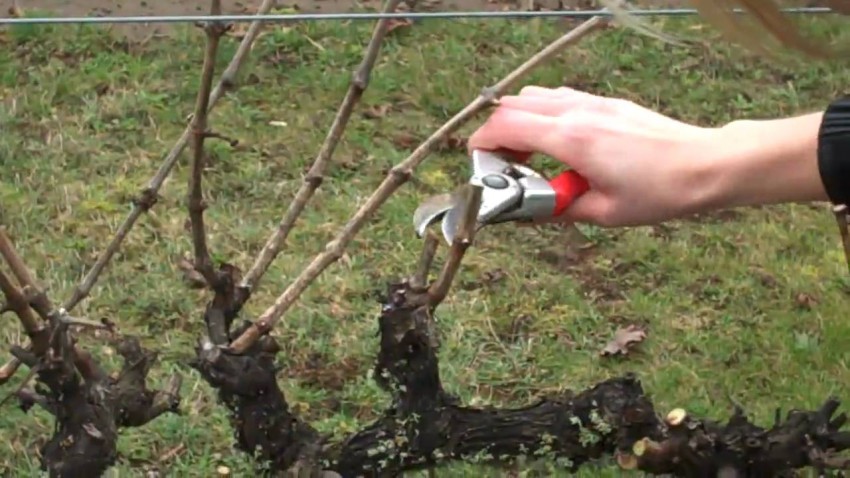 Летняя обрезка винограда — как правильно и когда лучше обрезать виноград от ненужных побегов (115 фото)