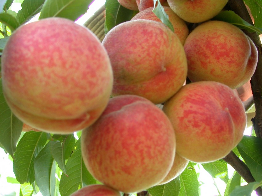 Как выглядит персик — описание внешнего вида, характеристики и свойства фрукта. Полезные советы о выбору, выращиванию и уходу за персиками (110 фото)