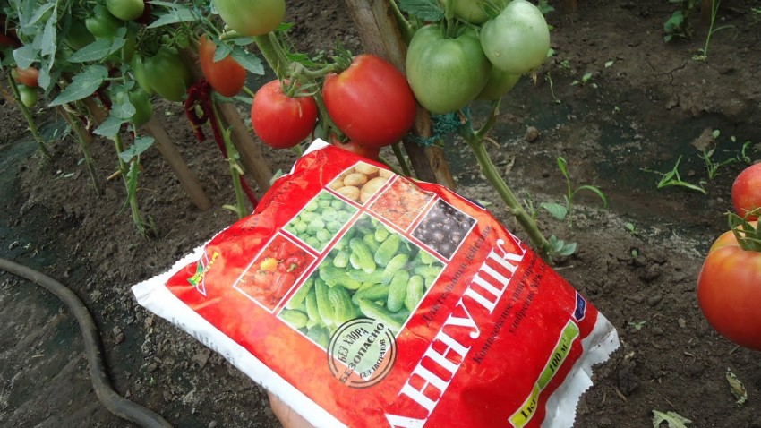 Чем подкормить помидоры во время цветения: лучшие рецепты, правильные составы и пропорции. Советы и рекомендации эксперто