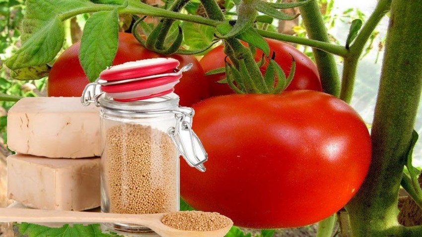Чем подкормить помидоры во время цветения: лучшие рецепты, правильные составы и пропорции. Советы и рекомендации эксперто