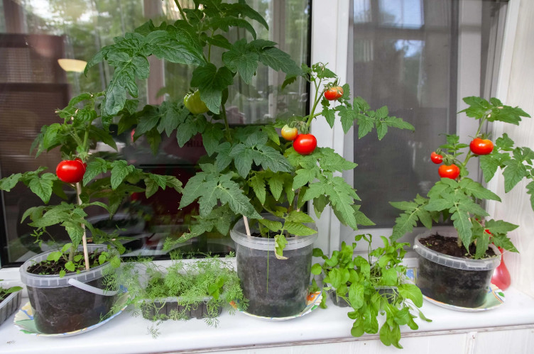 pomidory-na-balkone-2