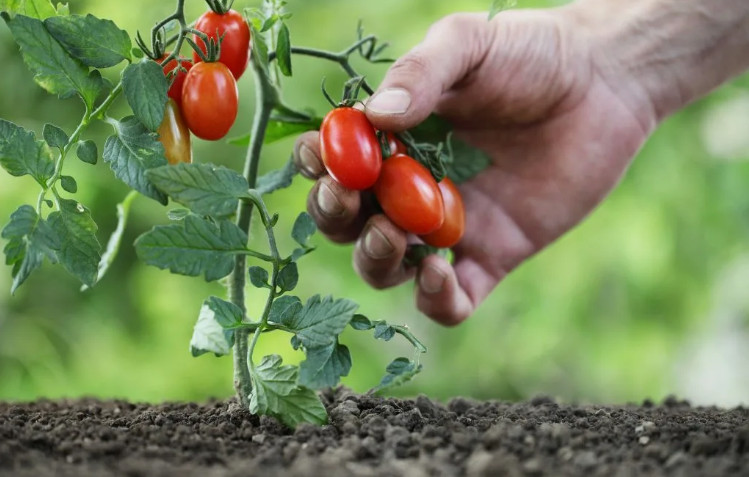Балконное чудо помидоры: описание, характеристики и советы по выращиванию в домашних условиях (125 фото и видео)
