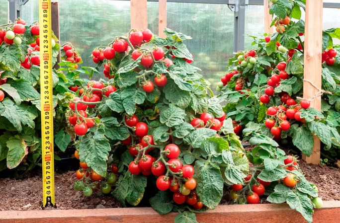 Балконное чудо помидоры: описание, характеристики и советы по выращиванию в домашних условиях (125 фото и видео)
