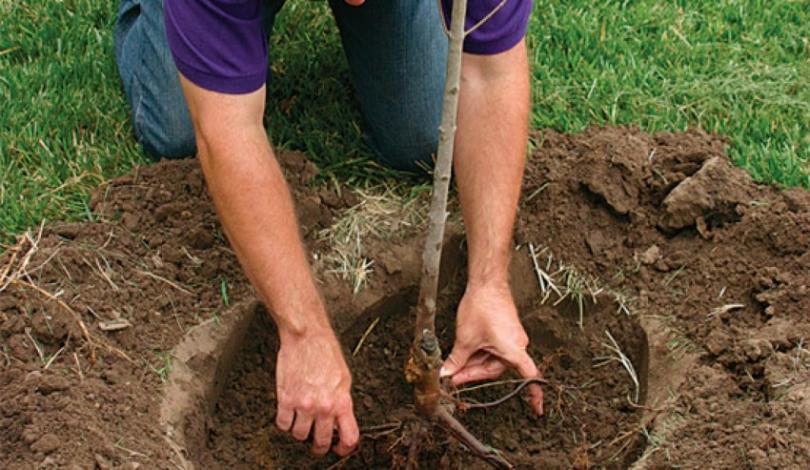Уход за грушей — как правильно выращивать, поливать, подкармливать и обрезать грушу. Советы садоводов по повышению урожайности (120 фото и видео)