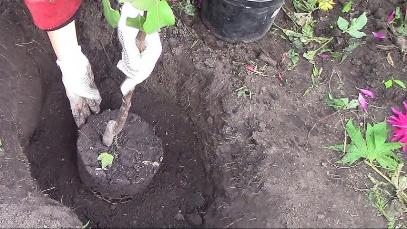 Уход за грушей — как правильно выращивать, поливать, подкармливать и обрезать грушу. Советы садоводов по повышению урожайности (120 фото и видео)