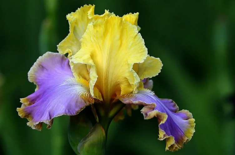 Ирис - популярный многолетний цветок
