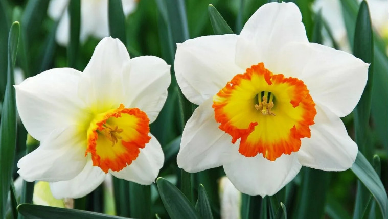 Нарцисс - нежный весенний цветок