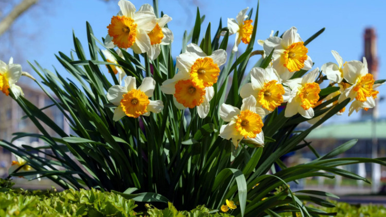 Нарцисс - нежный весенний цветок