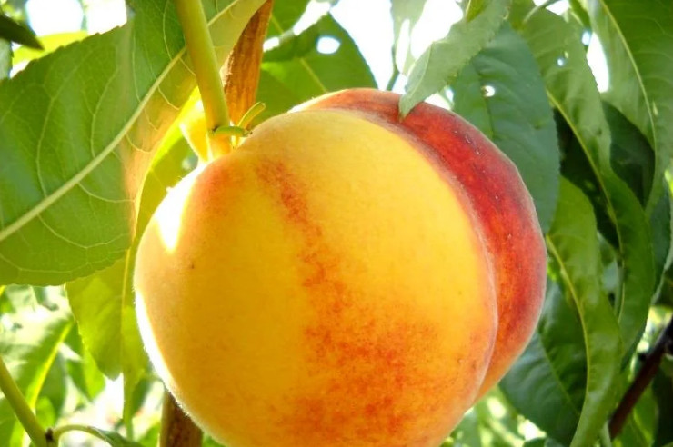 persik-v-pitomnike-vyraschivanie-persikov-3