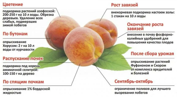 samye-raznoobraznye-sorta-persika-4