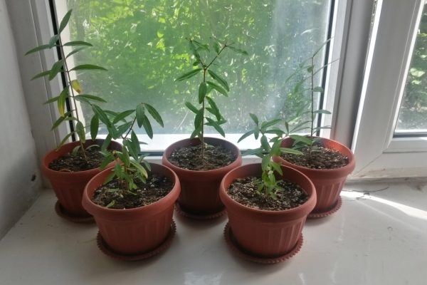 Как вырастить комнатный гранат из семян