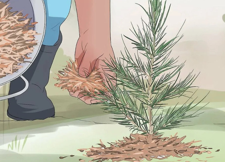 Как правильно посадить кедр на участке