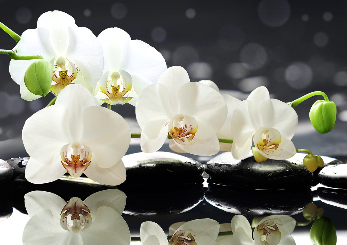 Как правильно пересадить орхидею в домашних условиях?