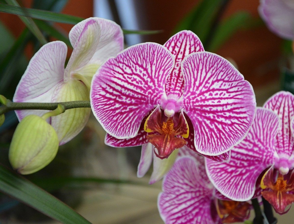 Как правильно пересадить орхидею в домашних условиях?
