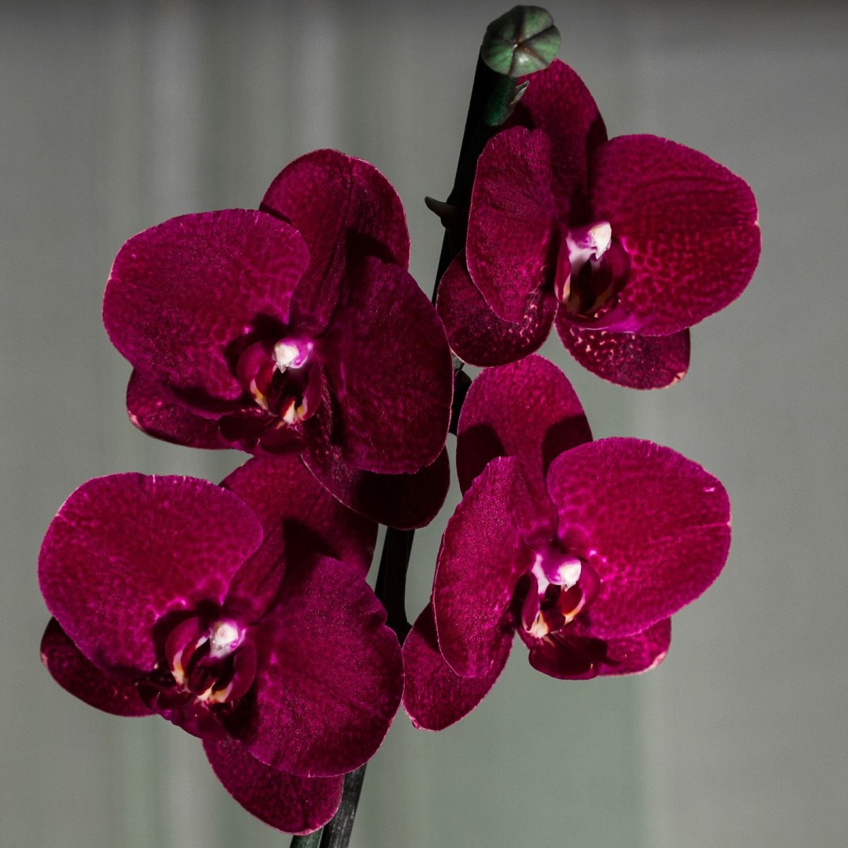 Как размножить орхидею в домашних условиях? Советы и фото
