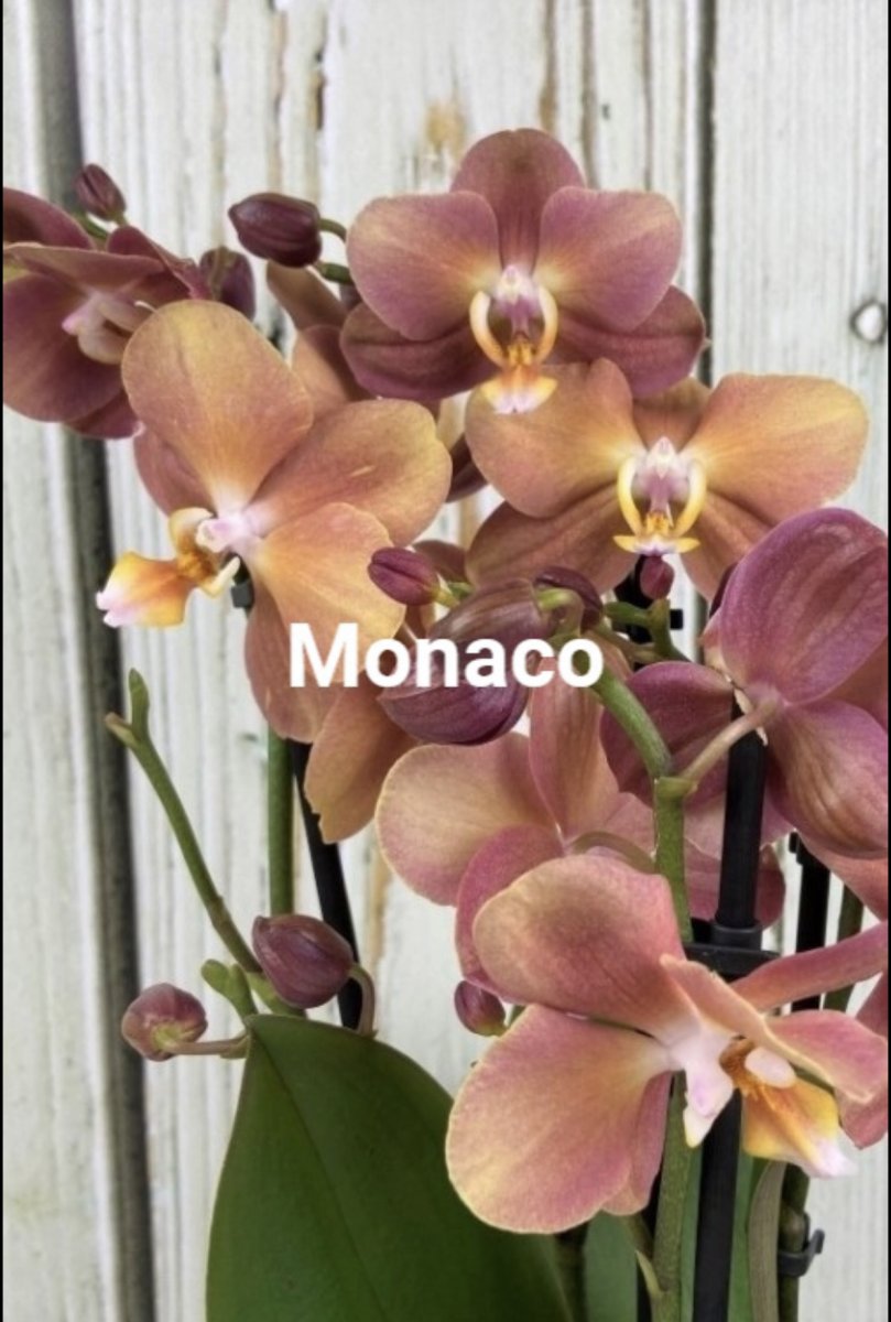 Как размножить орхидею в домашних условиях? Советы и фото