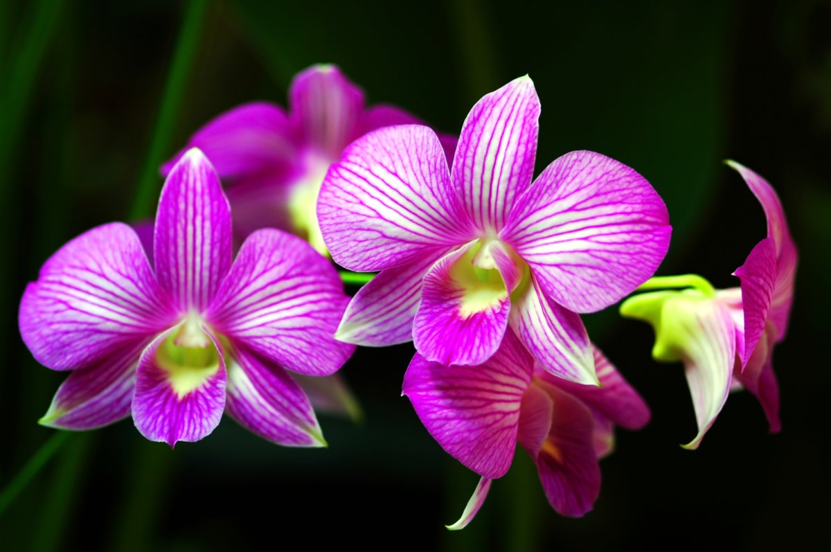 Орхидея каменный цветок